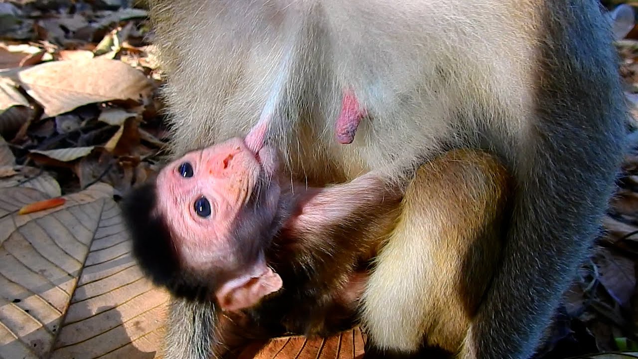 The Hybrid Monkey Elpida Feed Milk Magic To Precious Baby Evian While PaPa Giving Peanuts