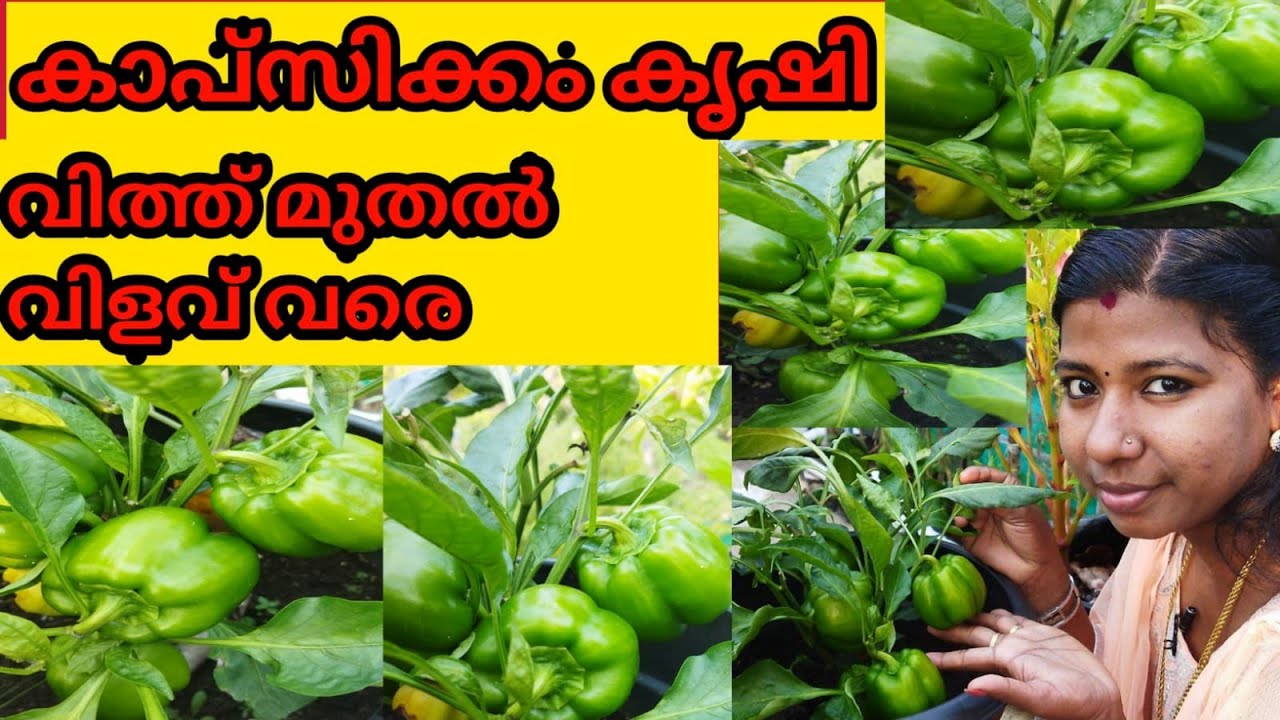 കാപ്‌സിക്കം കൃഷി വിത്ത് മുതൽ വിളവ് വരെ | How to grow capsicum plant at home |My Dreams My Happiness