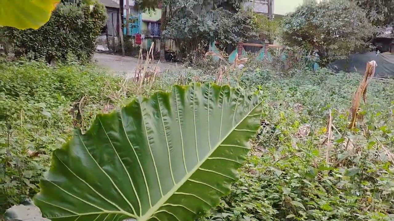 বাদকুল্লা স্টেশন এর কাছে ৫ কাঠা জমি বিক্রি আছে#7864875504#landsale#badkulla#nadia#wb#india