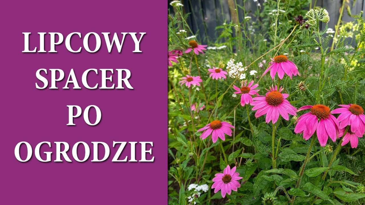Kwiaty lata zaczynją kwitnąć ! / Cynie Tytoń Werbena Jeżówki Floksy / Lipiec w ogrodzie / MrsGarden