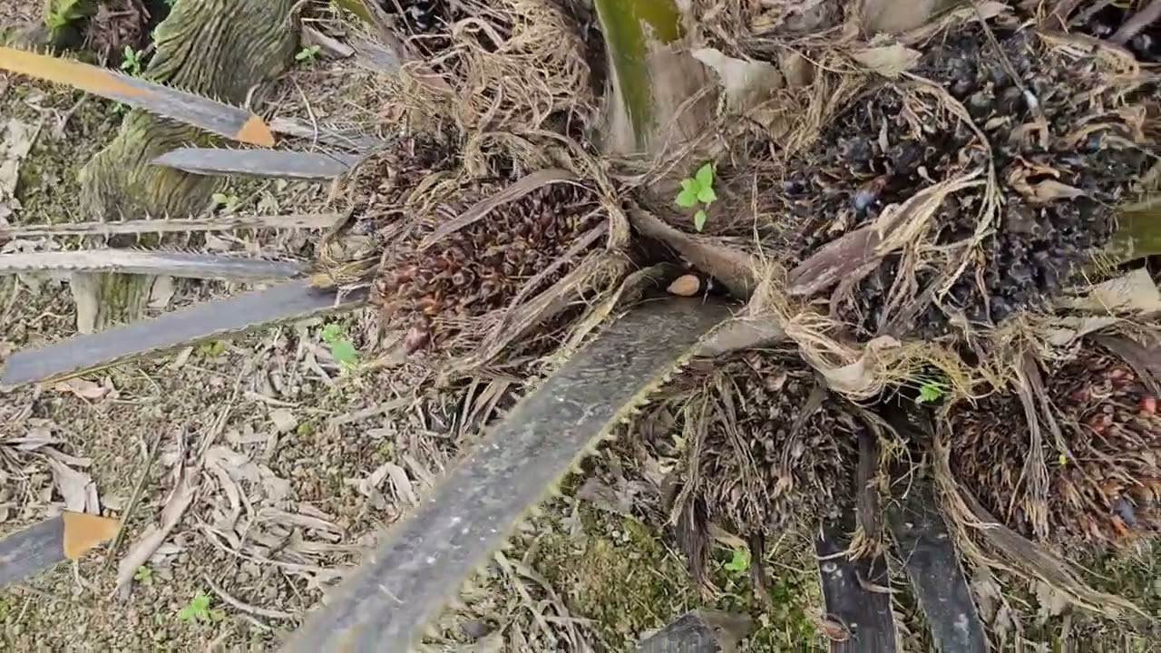 Kelapa sawit penanaman menggunakan bibit abal abal dari sumber yang tidak jelas