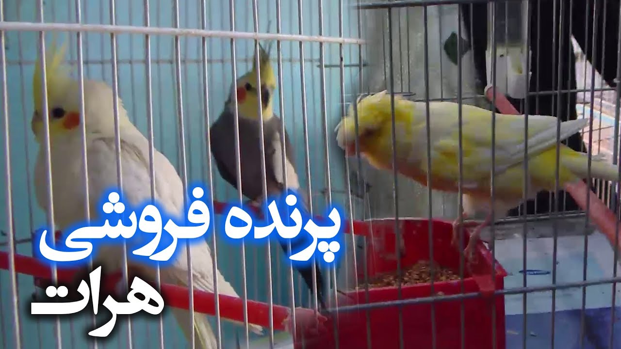 گزارش سلیم مقیمی از پرنده فروشی شهر هرات / Herat Report - Bird Sale