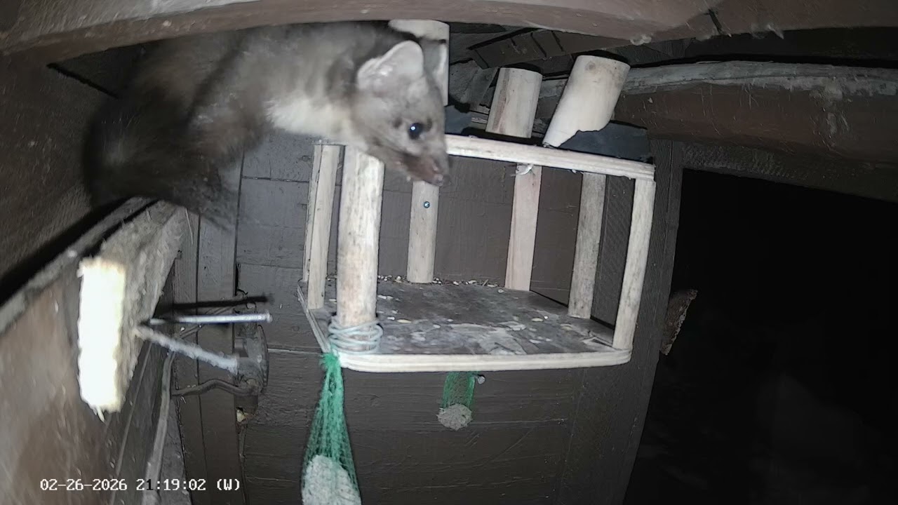 Marten Martan. Stole the last bread from the birds, ninja style of course. Live Shorts 067