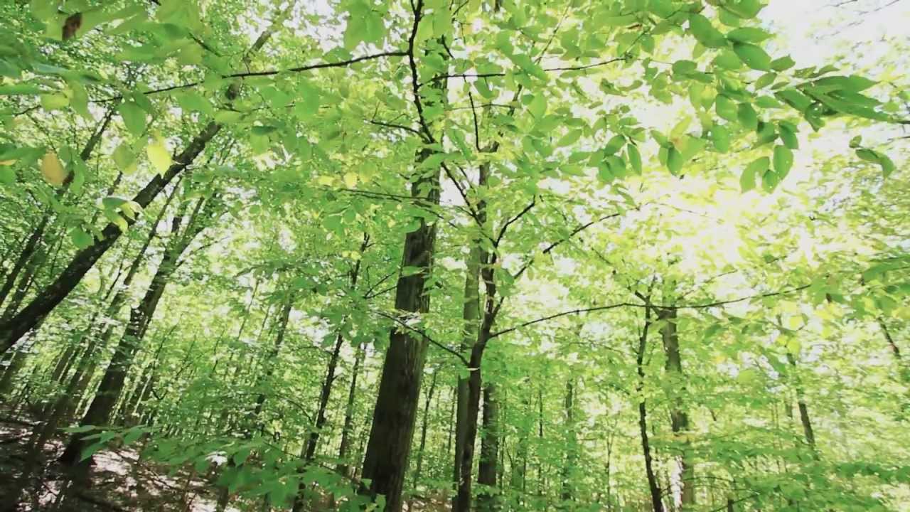 Woodland Habitat Restoration Project