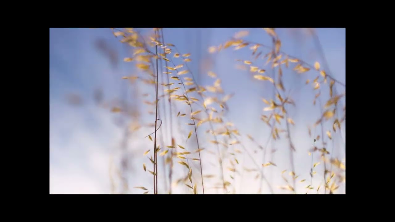 the nature of music by Andrzej Rejman