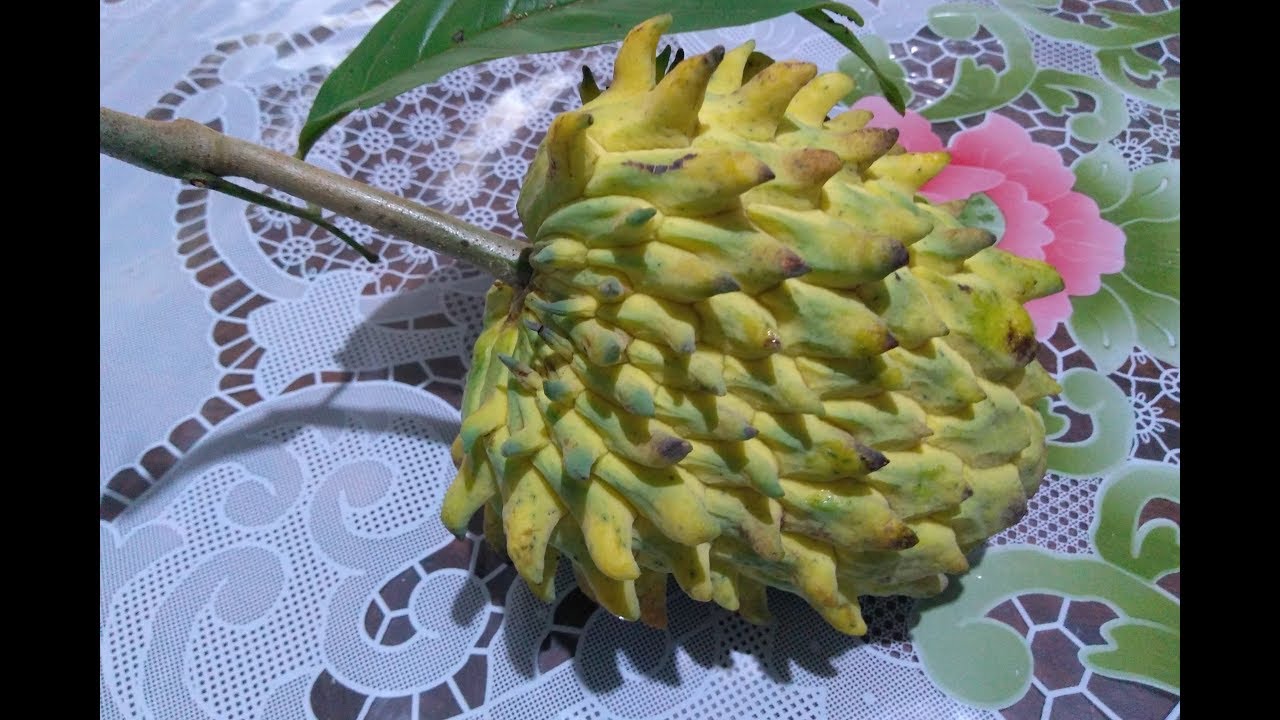 Como fazer polpa de  Fruta do Conde (Pinha, Atemóia)