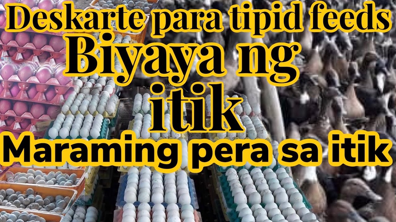 Biyaya ng itik deskarte sa pagpakain ng itik para hindi malugi / itik pinas / duck farming / negosyo