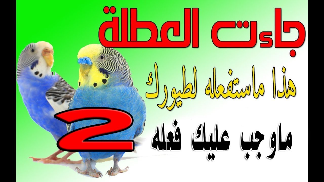 هل ستأخد طيورك معك في السفر ...؟؟  هذا ماوجب عليك فعله - the birds and vacation