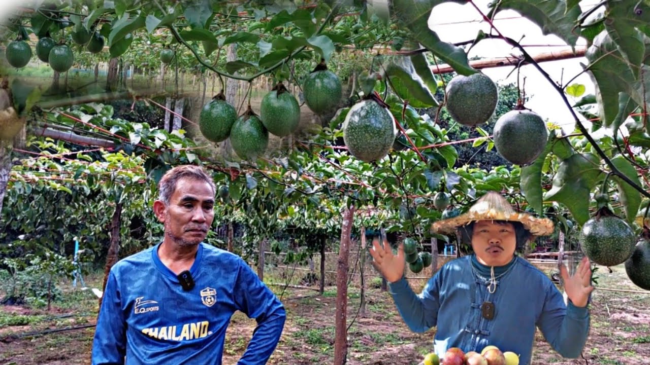 #เสาวรส(กระทกรก) ผลไม้พื้นบ้านที่ผุ้คนมองข้ามไม้นิยมปลูก แต่มีผุ้คนบางกลุ่มที่รักสุขภาพนิยมกิน