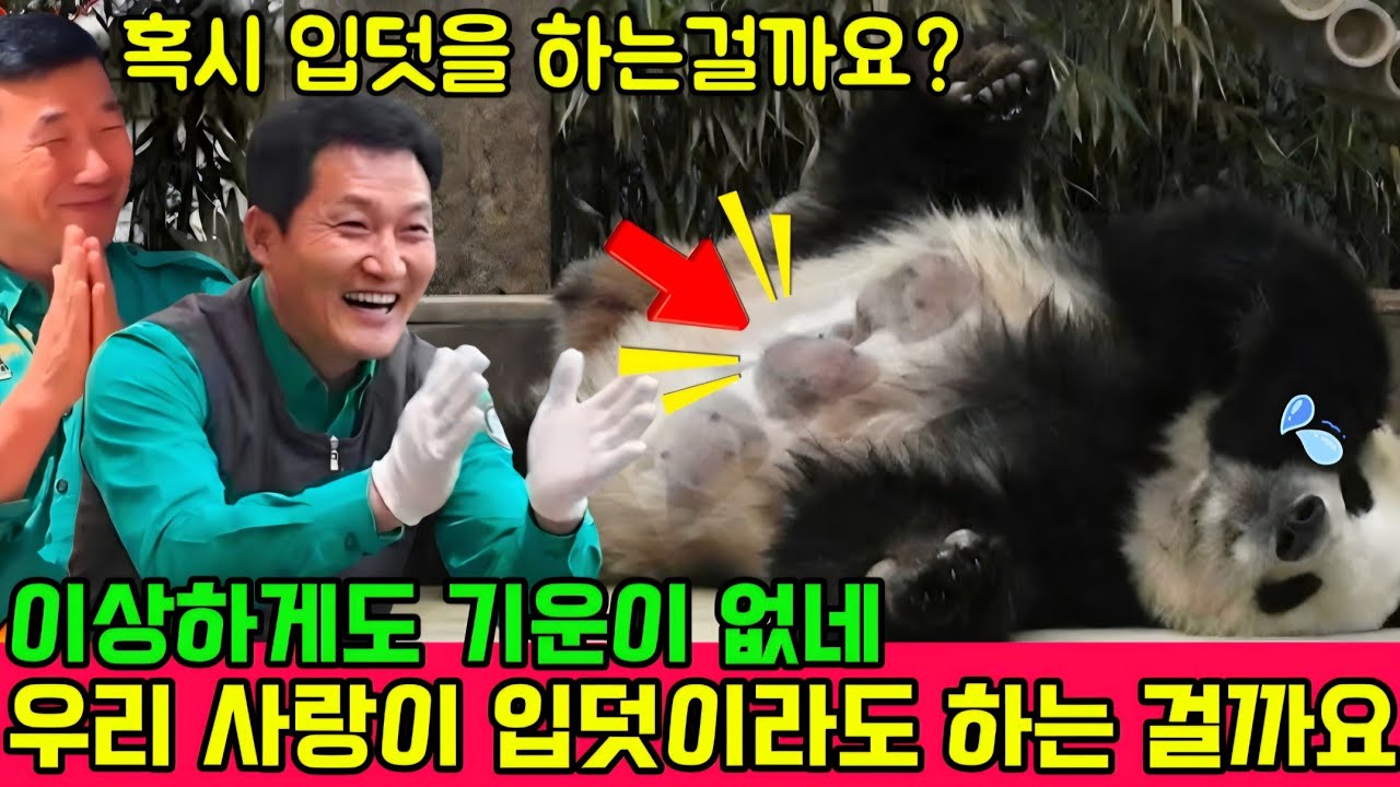 에버랜드 판다월드 3월5일 우리 사랑이 입덧이라도 하는 걸까요 기운이 없어보여요 