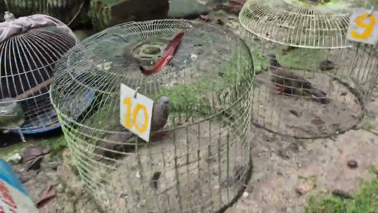 Thứ 6 n7 th11 mình lên video cho ae tham khảo nha .đt 0353916233