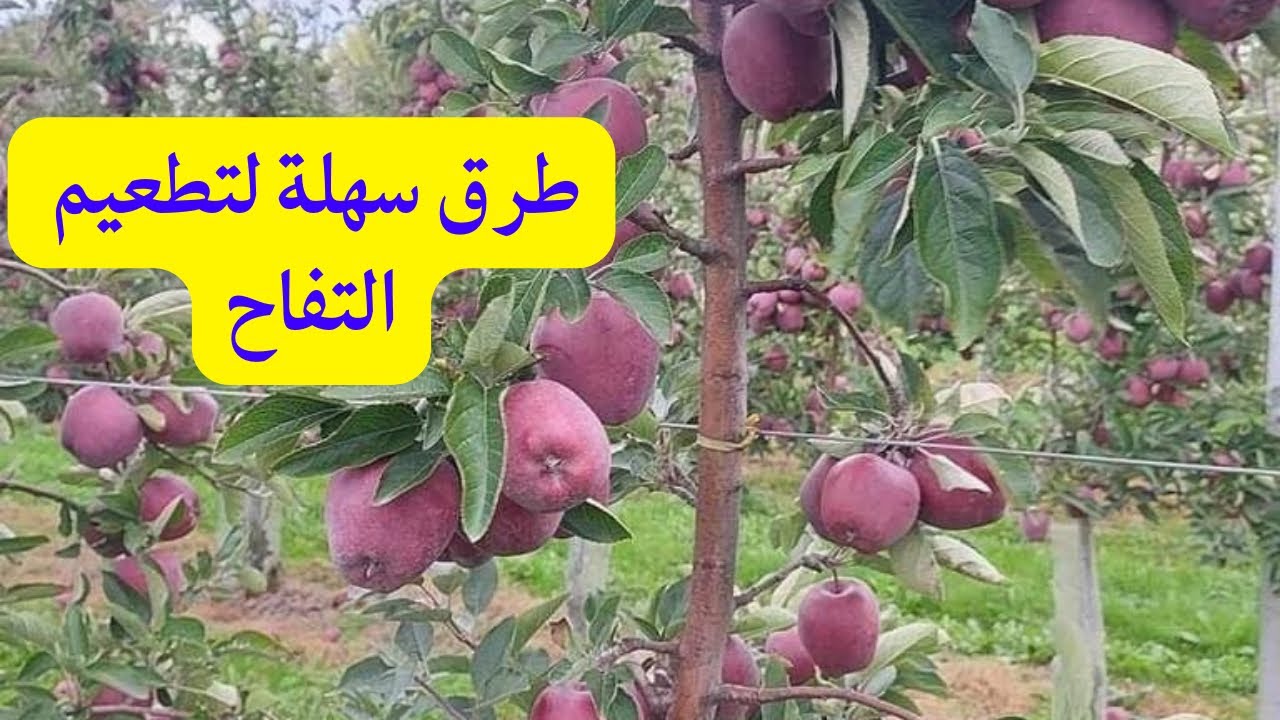تطعيم شجرة التفاح بطرق سهلة / كيفية تطعيم الاشجار🚀| How to graft Apple tree