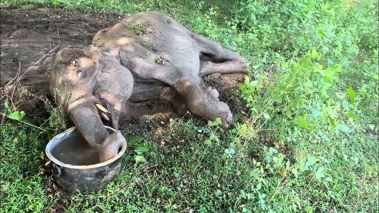Woow!!!wild elephant,treatment and rescue national park srilanka 6years wild tusker baby