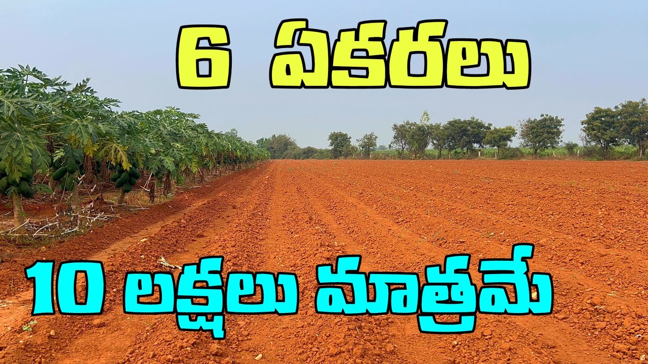 Farmer’s Golden Chance 🌾 6 Acres Land Sale | macherla Low Budget లో పెద్ద అవకాశం 🔥 ఎకరాల భూమి అమ్మకం