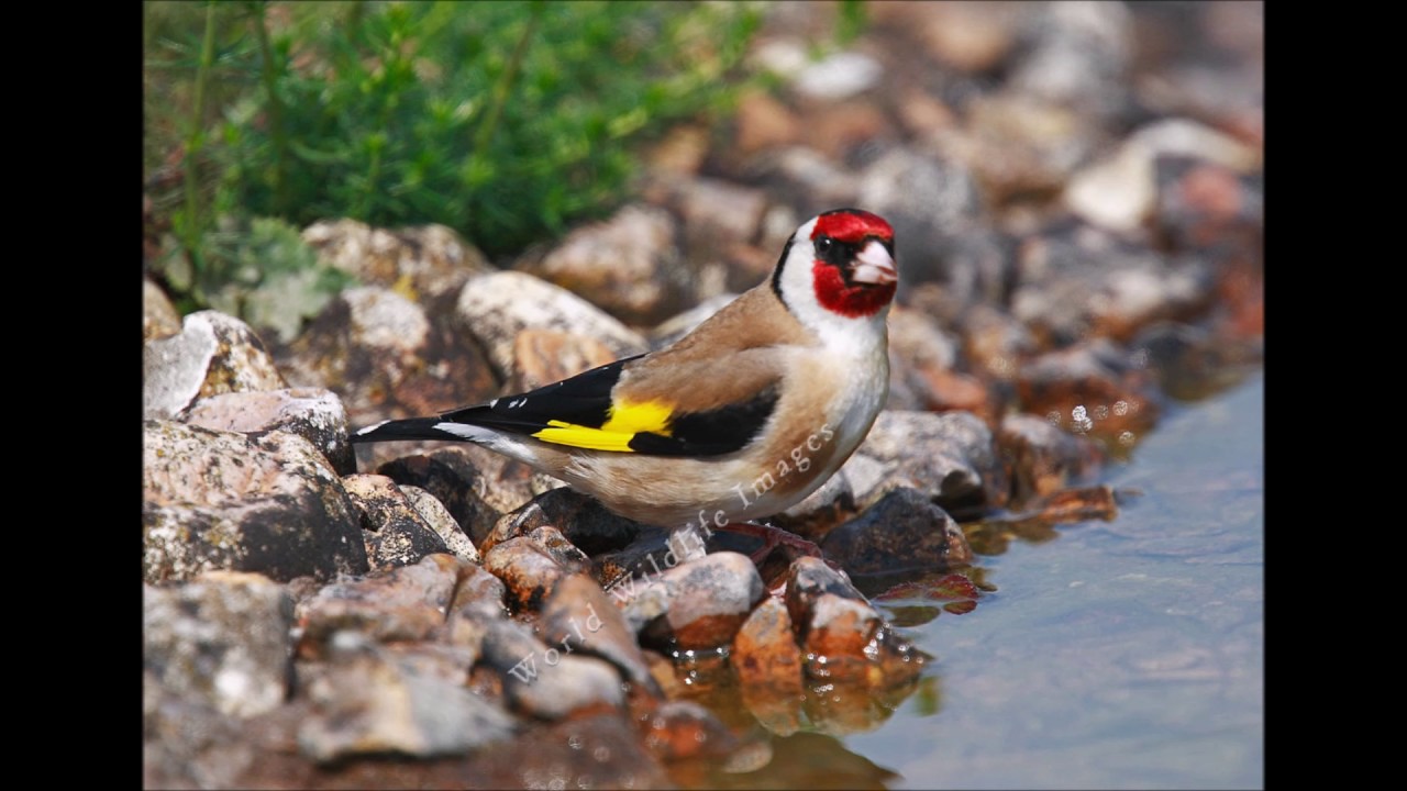 Saka Ötümü(Goldfinch Carduelis Jilguero Karderina  2017)