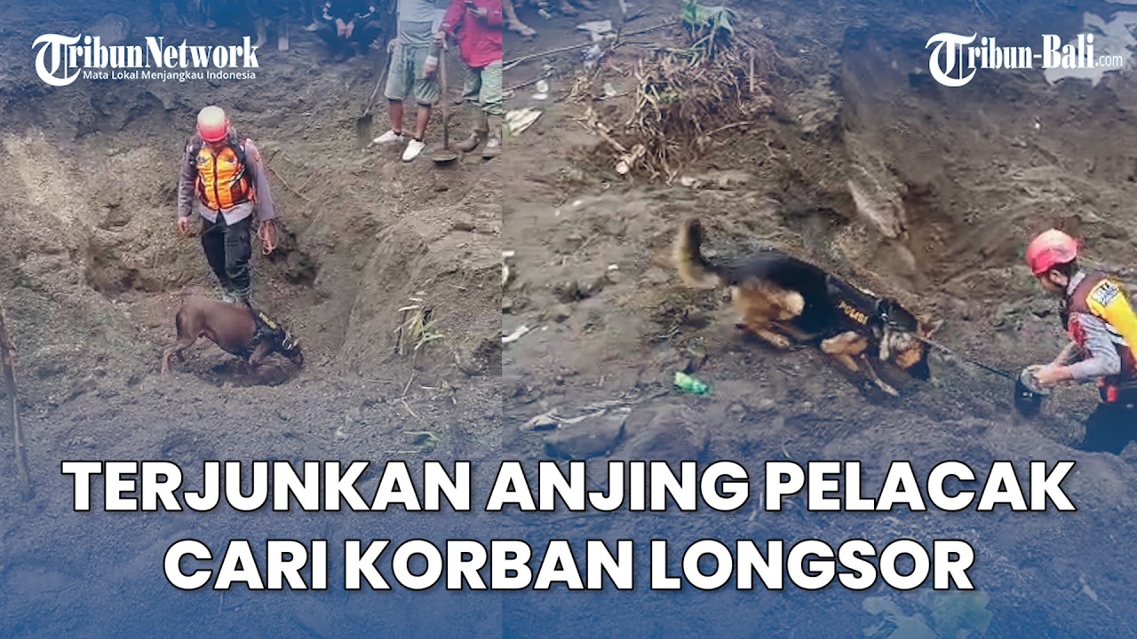 Nyoman Belum Ditemukan, Terjunkan Anjing Pelacak Cari Korban Longsor di Kintamani Bali