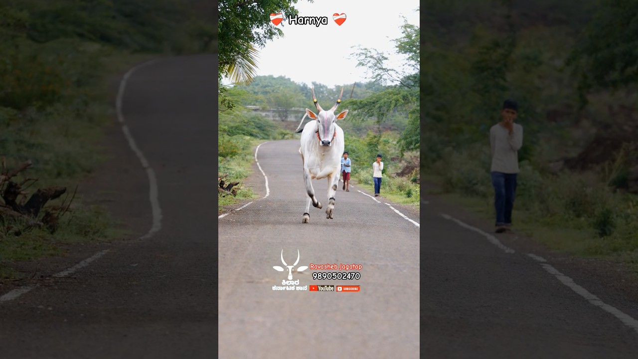 ರಾವಸಾಹೇಬ್ ಜಗತಾಪ ಅರಳಿಹಟ್ಟಿ ಅವರ ಬೀಜದ ಹೋರಿ ಹರಣ್ಯಾ 🔥 Ravasheb jagatap yancha khillar walu harnya