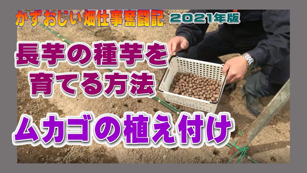 長芋の種芋を育てる方法！ムカゴの植え付け作業　2021年版：長芋の栽培　農作業に挑戦中！私の野菜栽培記録