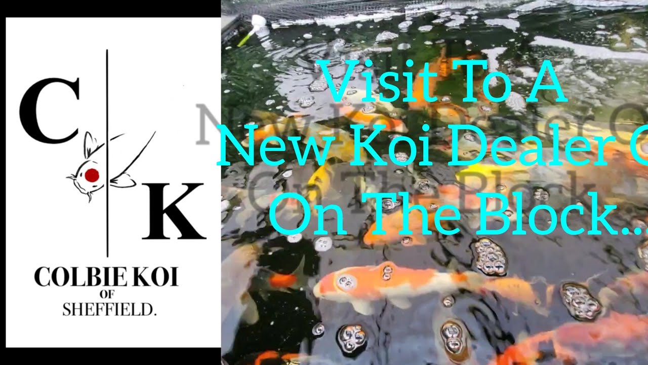 VISIT TO A NEW UK KOI DEALER Colbie Koi Of Shefield All HQ Japanese Imported Koi & AUCTIONS😎👍🐟