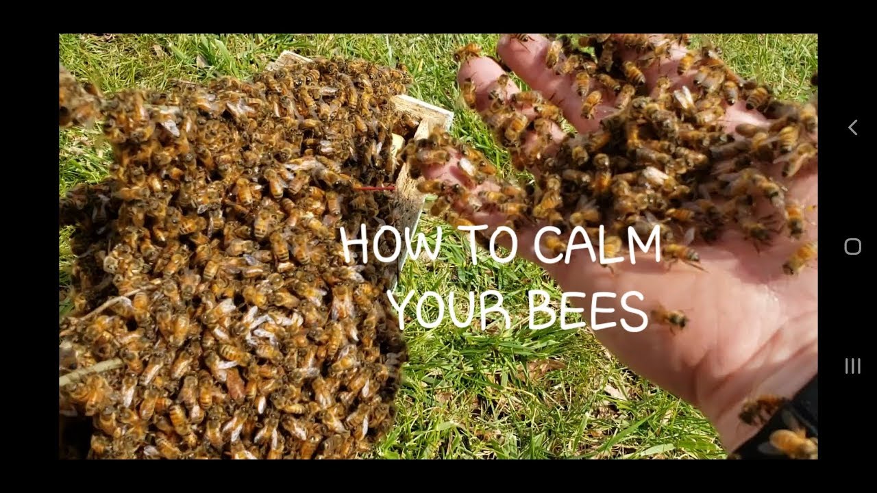 How To Calm Your Bees Down Before Inspection