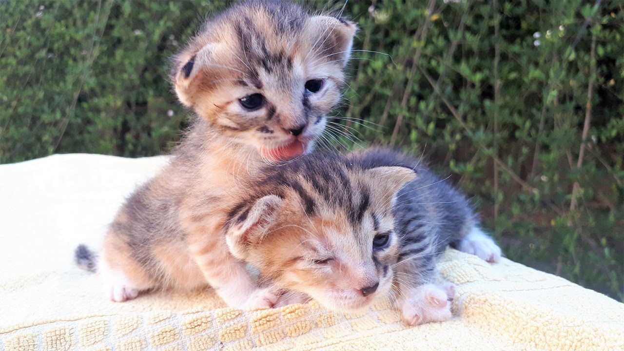Newborn kittens fighting for milk