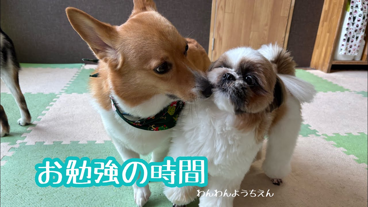 【犬の幼稚園】2025年ラストお勉強！！