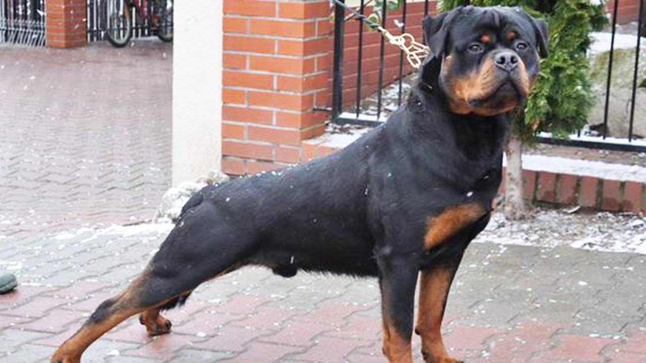 LA VERDADERA HISTORIA DE LOS PERROS Rottweiler