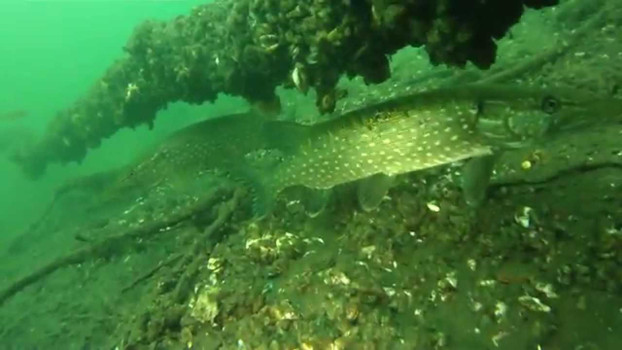 Jezioro Trześniowskie