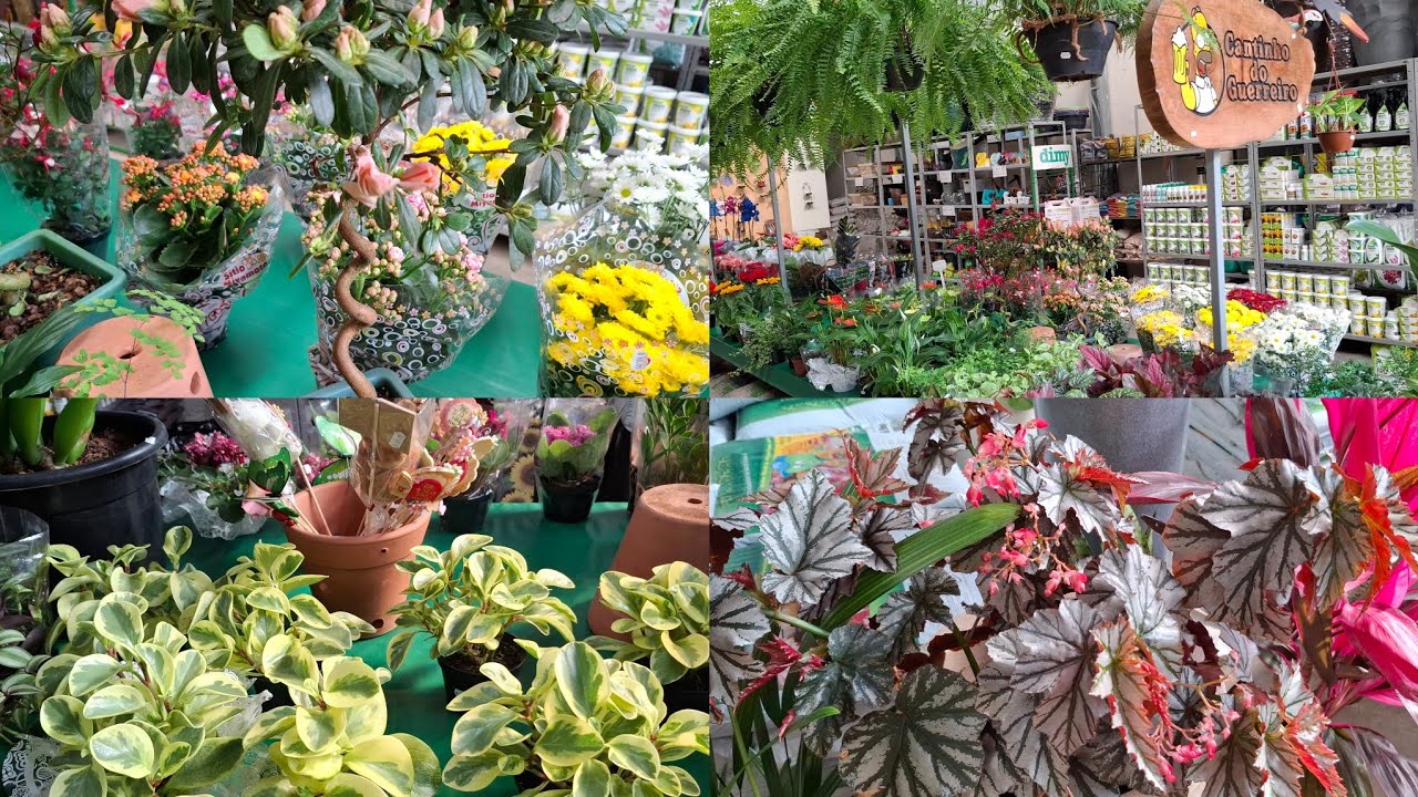 PLANTAS LINDÍSSIMA NO GARDEN PAULISTANO ❤️ ...