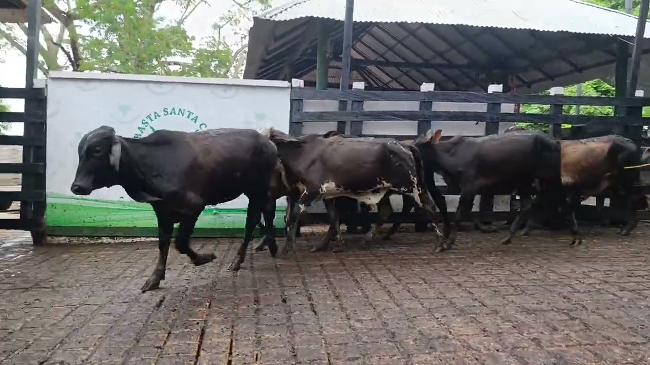 LOTE 319. Feria 2 Subasta Santa Clara 