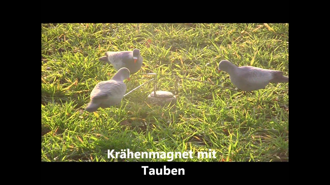 Lockvögel2