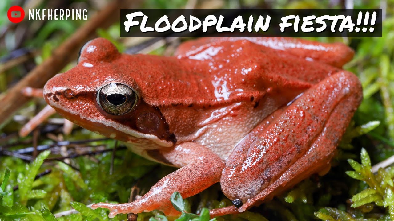 Floodplain Fiesta! Stunning Wood Frogs and Flipping Logs for Spotted Salamanders!