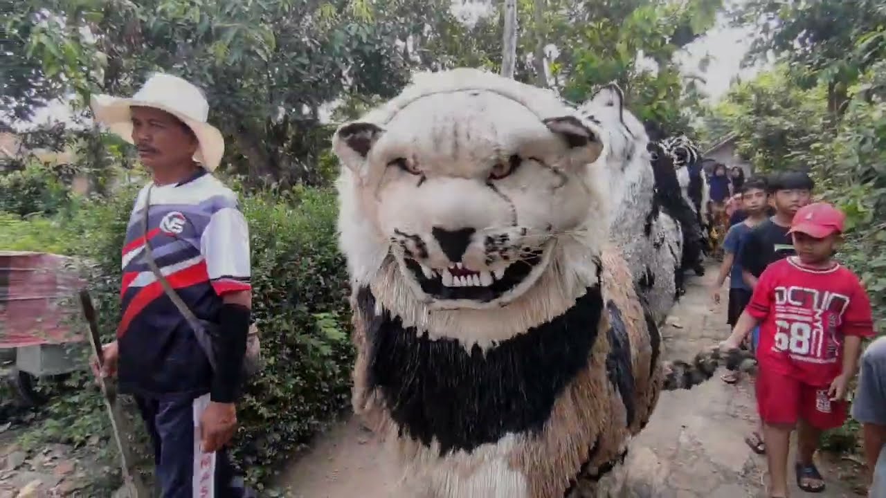 Baru live macan balakek acara nikahan 