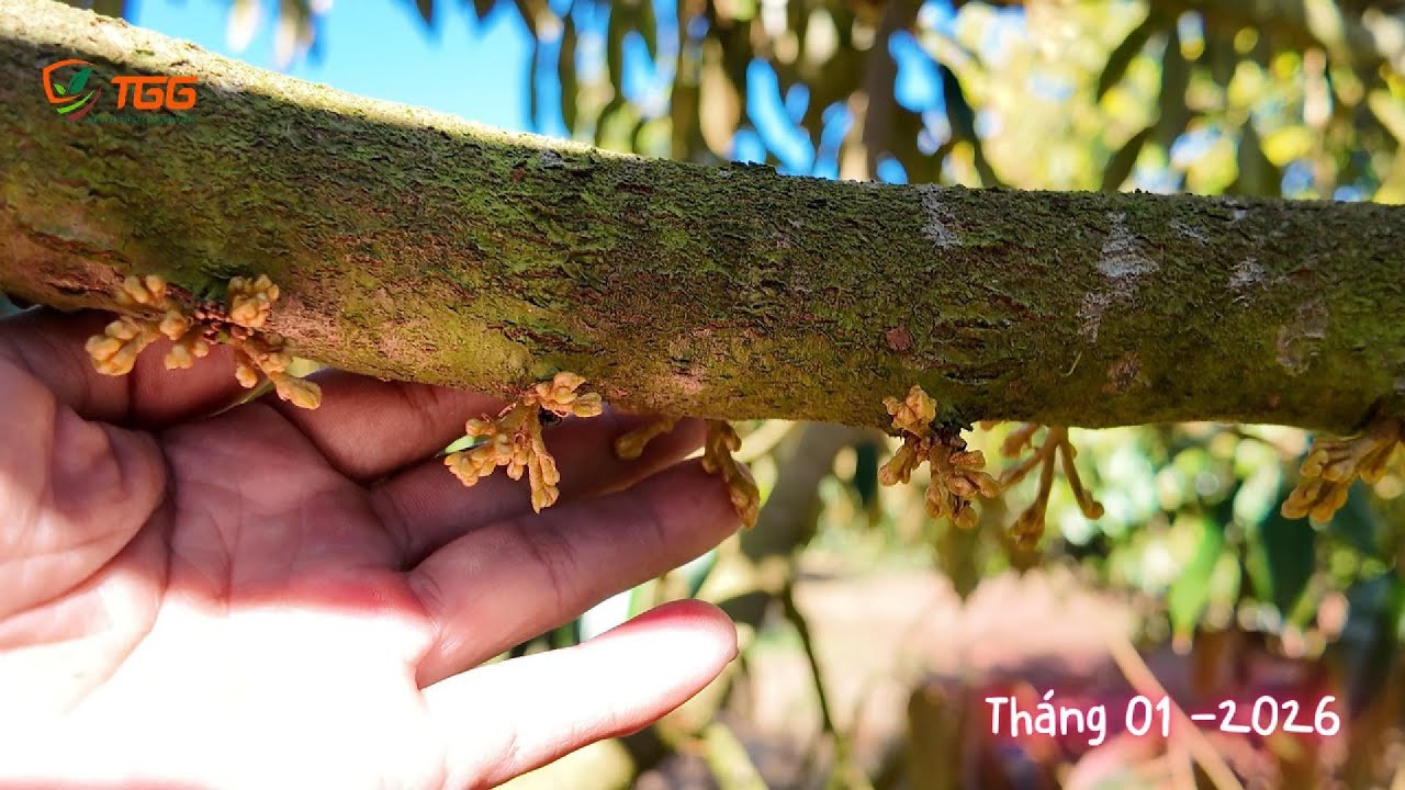 CHUYỂN MẦM - RƯỚC MẮC CUA SAU KHI PHUN 2 NGÀY