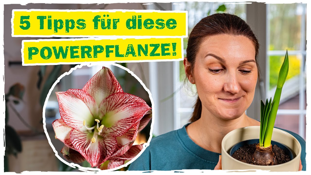 AMARYLLIS: 5 Tipps für eine nachhaltige Blütenpracht 🌸