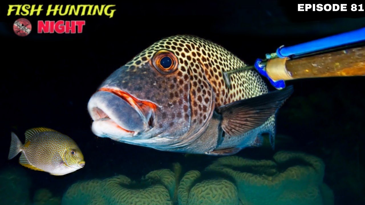 NIGHT SPEARFISHING EPISODE 81 | FISH HUNTING NIGHT