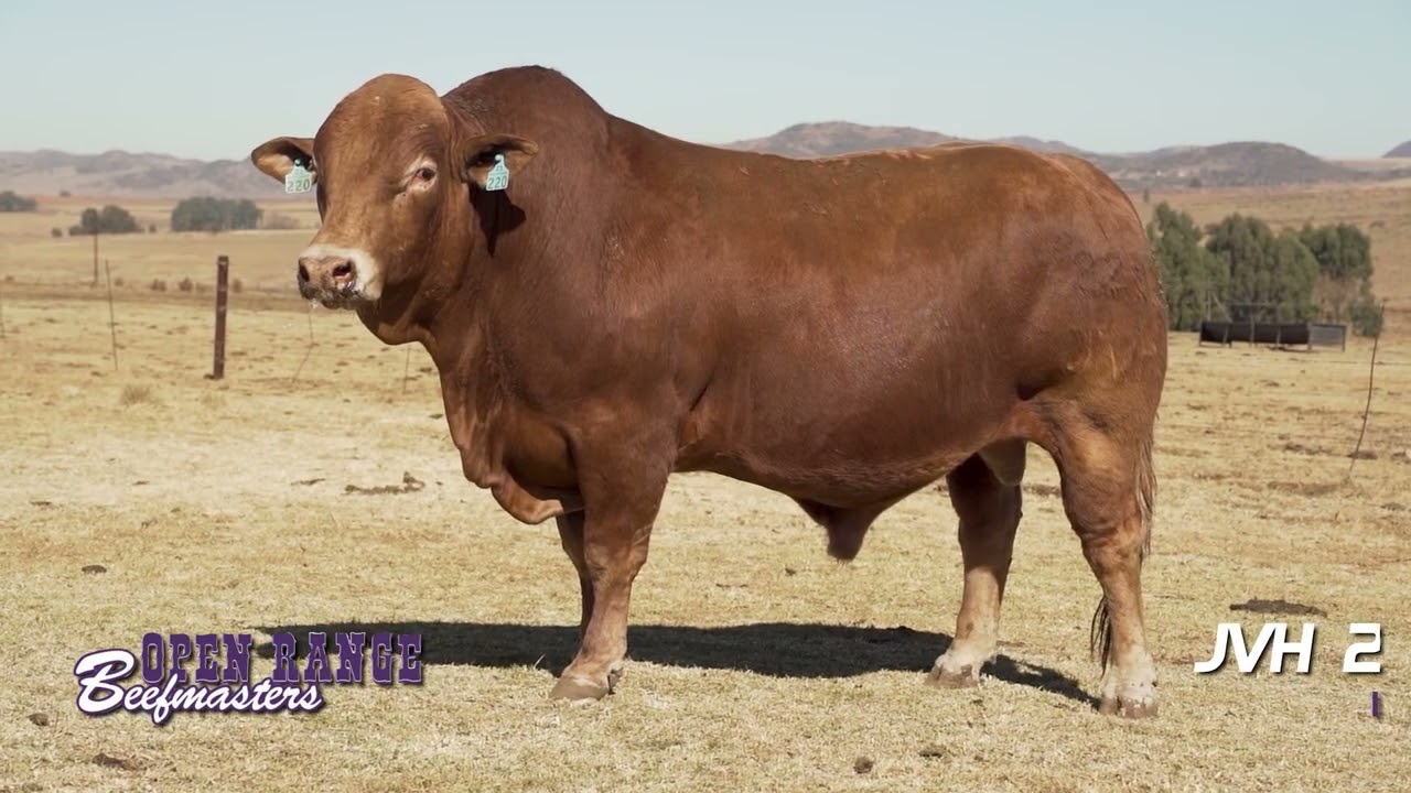 Open Range Beefmasters se bulle is op veiling!