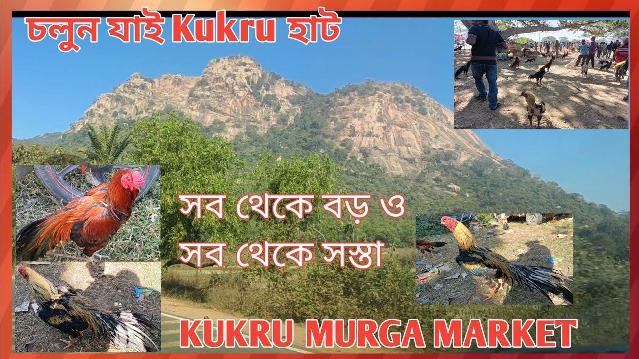 Recent Aseel Murga price update in India # Kukru Haat # Jharkhand # WB# Balarampur # Poradih Haat.