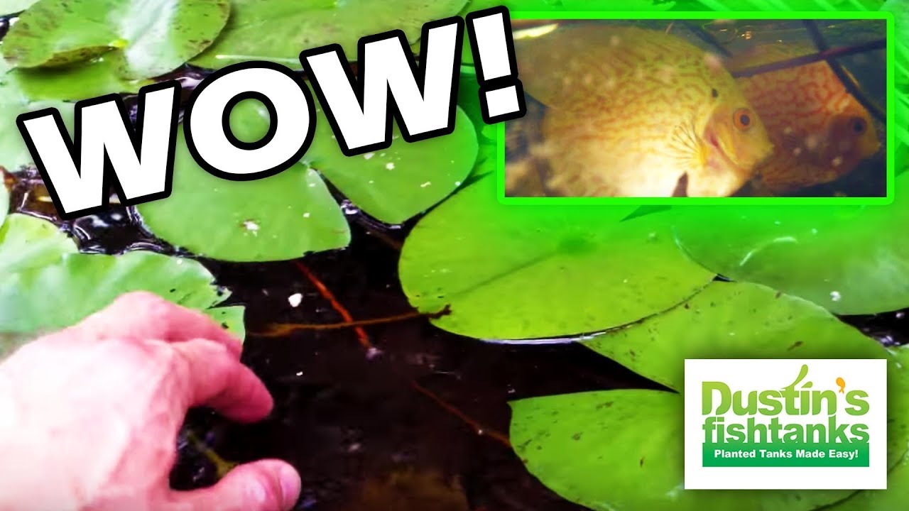 How to Keep Discus Fish -  In a Garden Pond- oh yeah!