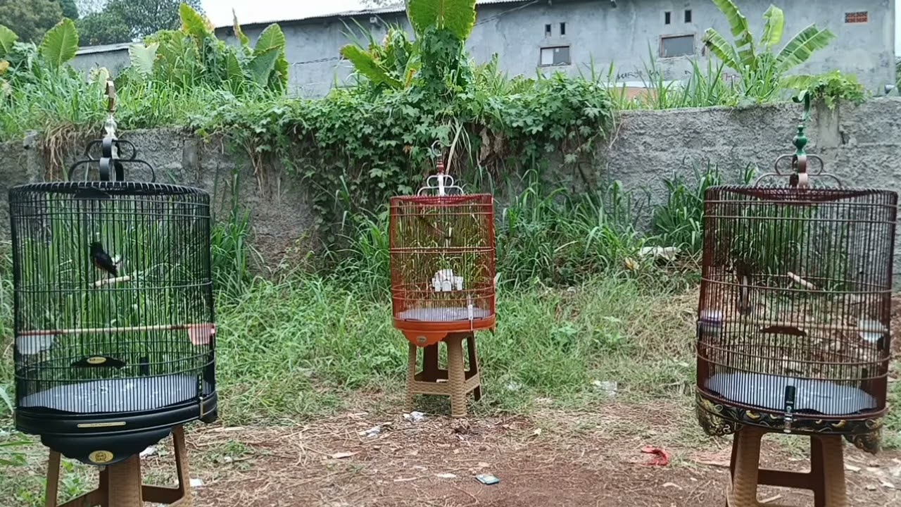 CIRI - CIRI MURAI BATU BIRAHI JANGKRIK ‼️ Salah set pasti kondangan .