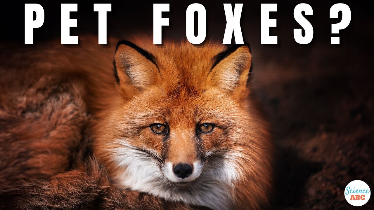 Why Don't We Have Pet Foxes?