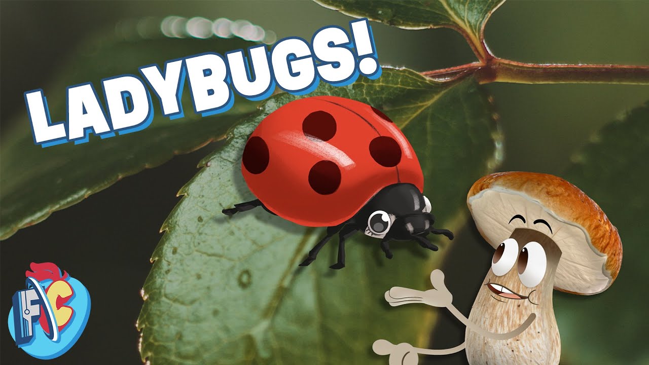 Miraculous fun Ladybug facts! | Future Chicken