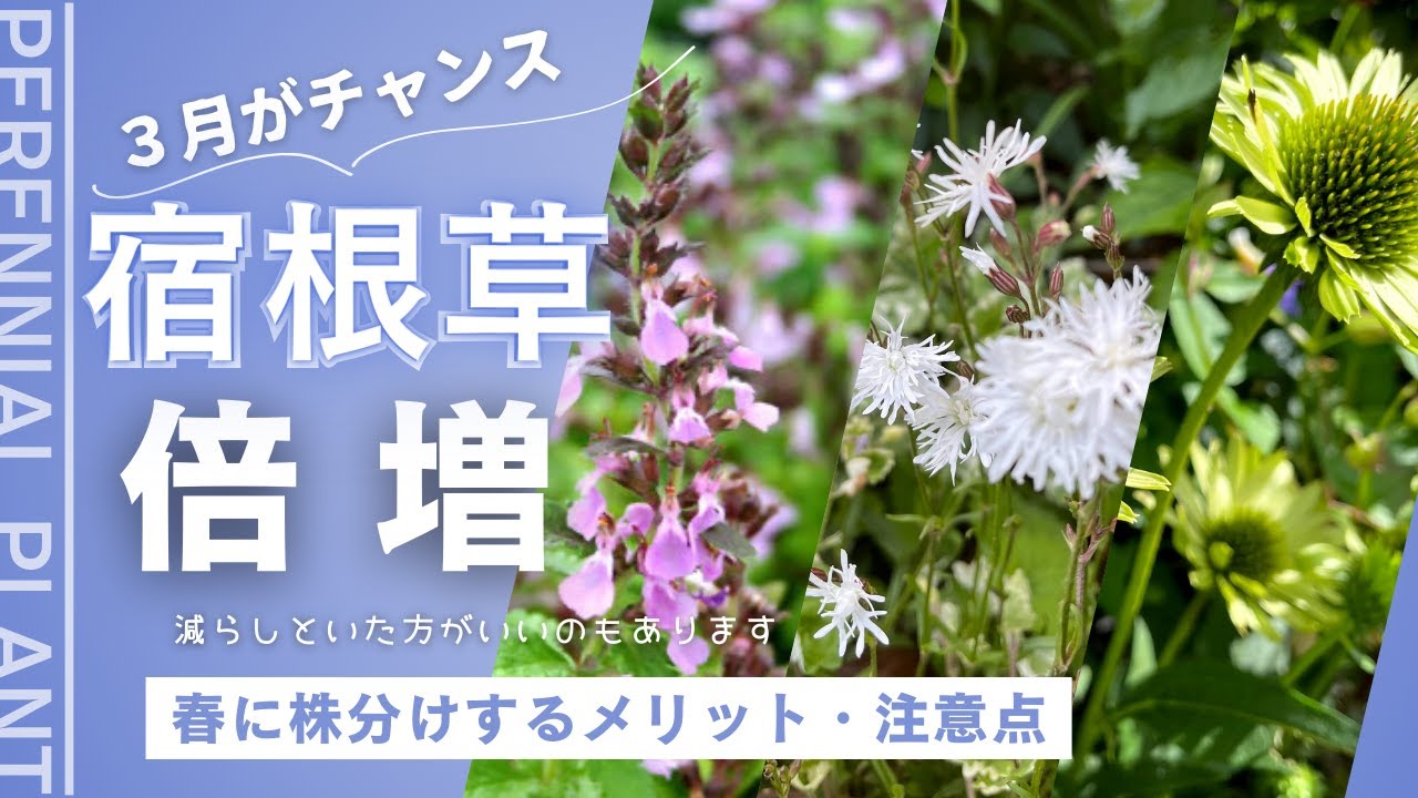 《宿根草倍増！今こそお気に入りの宿根草を増やす季節》やったモノ勝ち！なかなか増えない宿根草も今なら増やせる／夏越し不安株も今こそ株分け／全滅阻止エキナセア