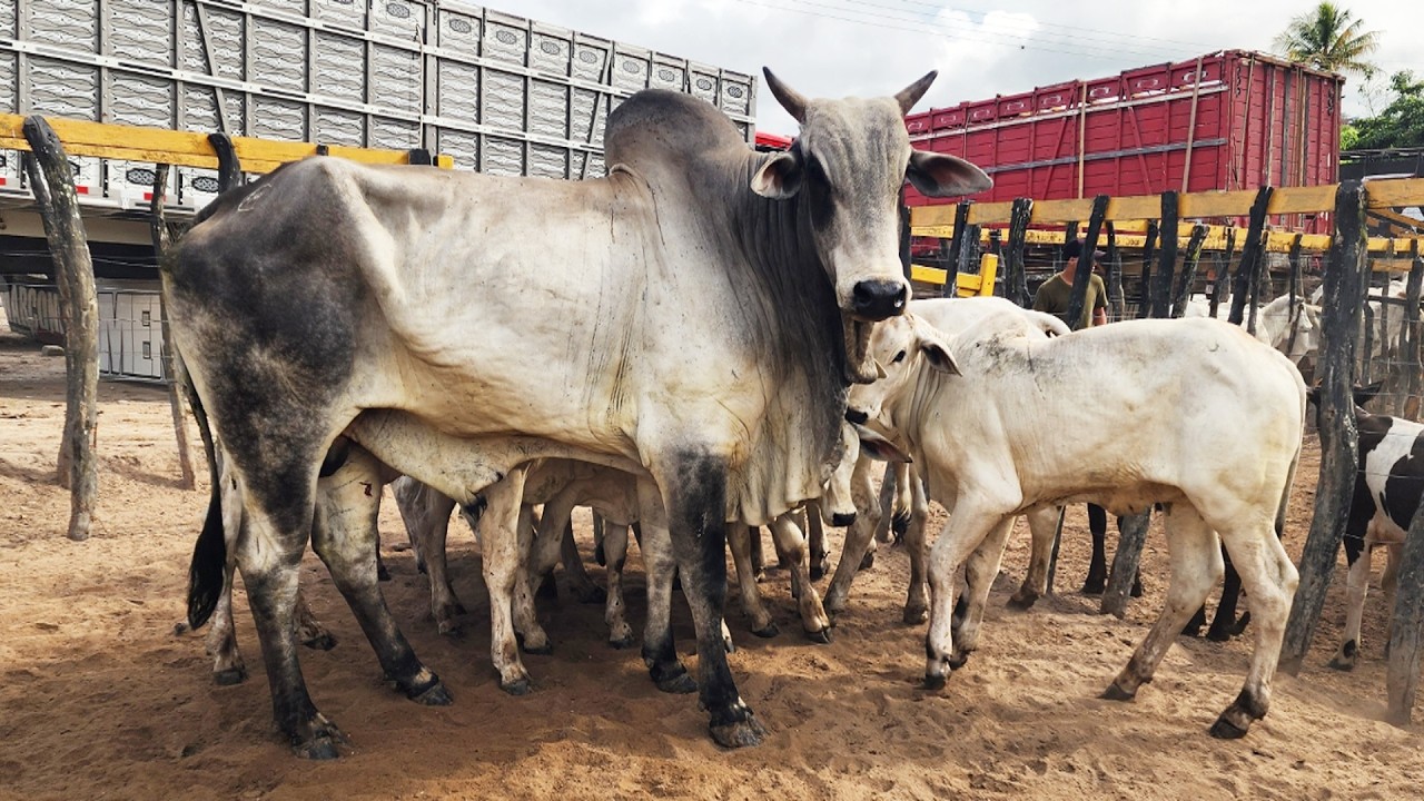 FEIRA DO GADO NO BOLA EM PANELAS-PE   22-02-2026 #nordeste