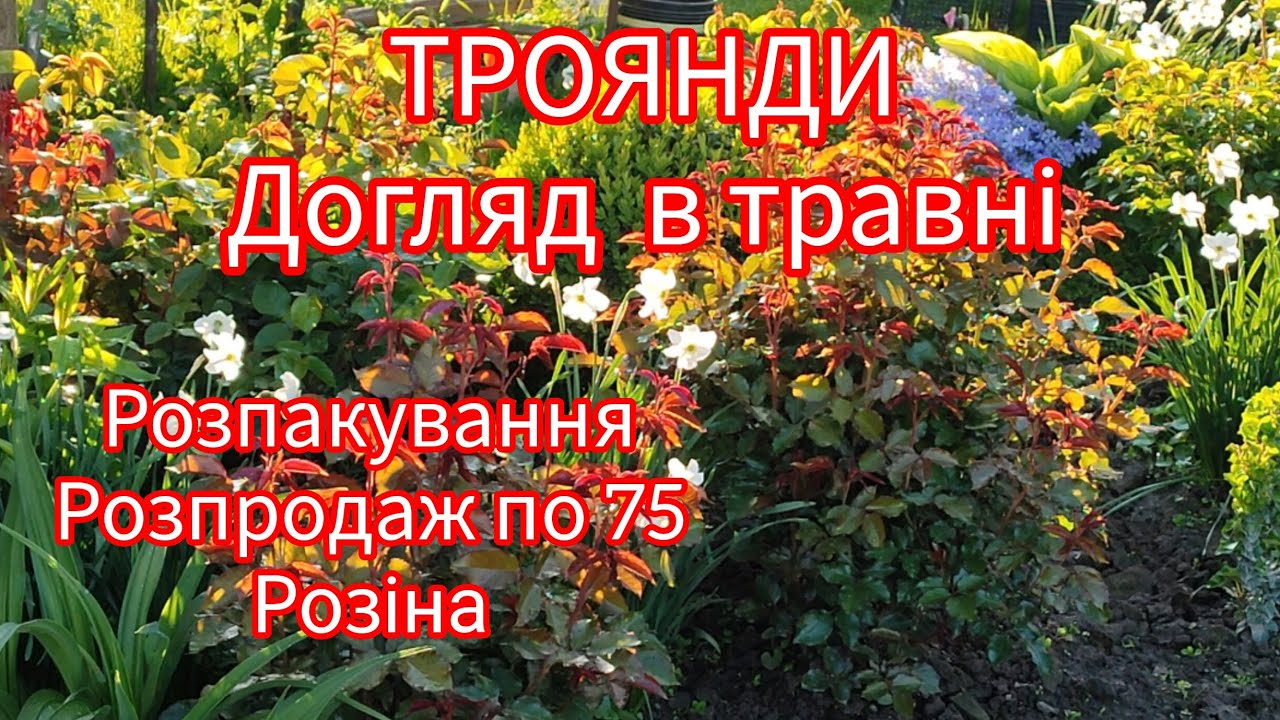 Догляд за трояндами в травні🌹Розпакування від Розіни😥