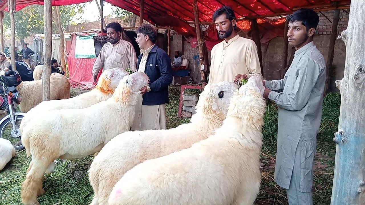 Lahore Mandi update mundre chhatre aur kajale chhatra desi bakre kurbani 2026 Sajjad Lahori shoq 