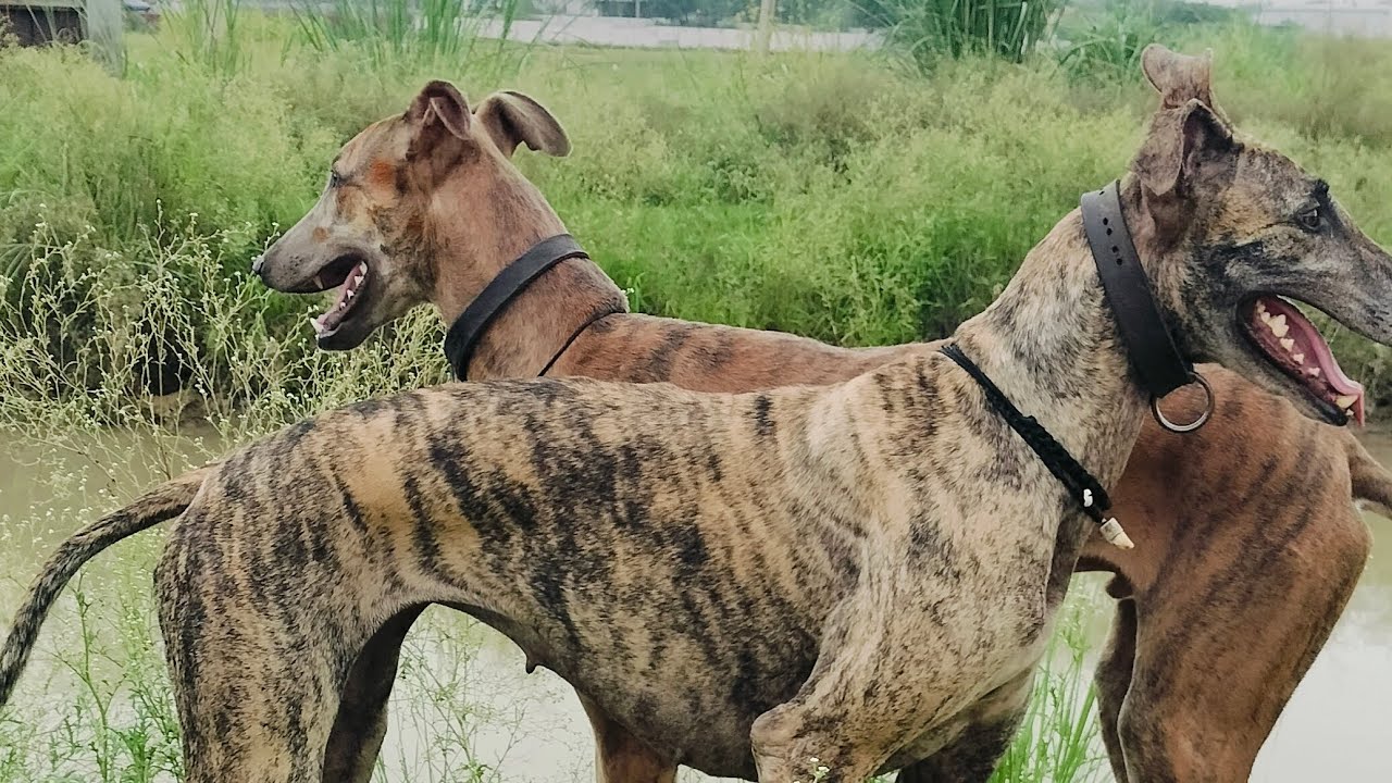 #harpreetvlogs 🐕🦘🐶 आज पिस्टल ओर जिम्मी 🐕 ने खुब 🐶🐕ओफ रोडिंग करी 🐕🐕