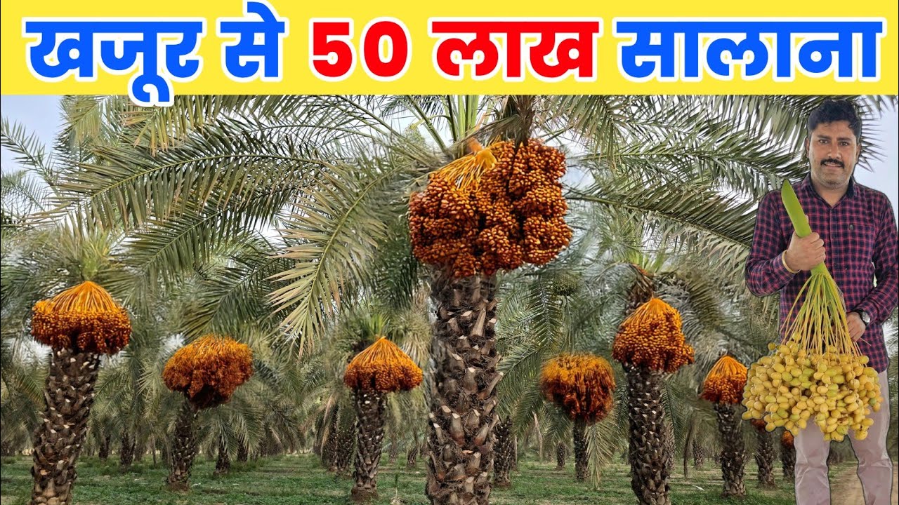 खजूर की खेती 🌴 एक बार लगाओ जीवन भर कमाओ🤑 सरकारी नौकरी भी फेल💯