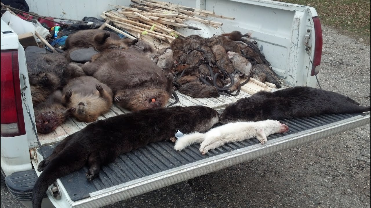 Amazing Otter Trapping Video Crossover sets with 220s!!