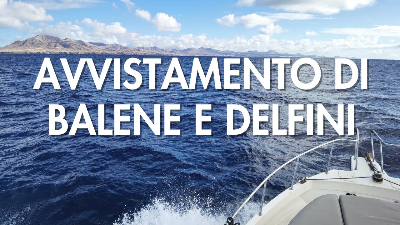 Fuerteventura: Il Miglior Posto per Avvistare Delfini e Balene! Guida Completa